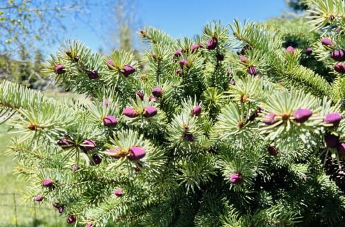 Beautiful and peaceful image of a budding pine tree.