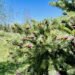 Beautiful and peaceful image of a budding pine tree.