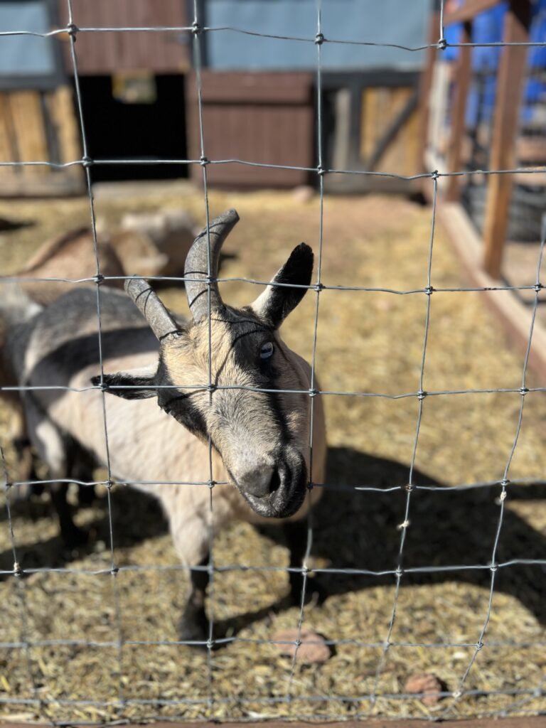 A friendly goat at the Fall Mountain Farm Animal Village. Feeding the animals during our pumpkin patch family tradition.