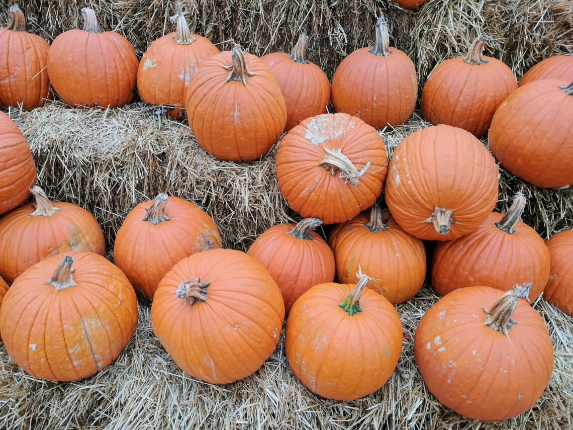 Pumpkins lined up on hay bales.