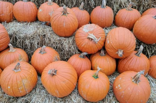 Pumpkins lined up on hay bales.