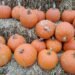 Pumpkins lined up on hay bales.